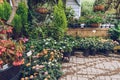 Plants for sale inside greenhouse of Herb Island