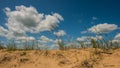 Plants Sand dunes