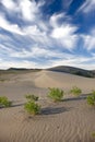 Plants in the sand under the sky. Royalty Free Stock Photo