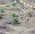 plants on the sandy beach minature green plants