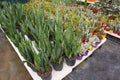 Plants of Sansevieria Laurenti growing in pots in sunny industrial greengouse