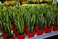 Plants of Sansevieria Laurenti growing in red pots in sunny hothouse