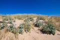 Plants sea holly and beachgrass in sand dune Royalty Free Stock Photo