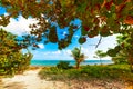 Plants by the sea Le Moule in Guadeloupe Royalty Free Stock Photo