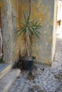Cat near a flowerpot with yucca in the medieval city of Rhodes, Greece Royalty Free Stock Photo