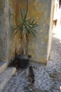 Cat near a flowerpot with yucca in the medieval city of Rhodes, Greece Royalty Free Stock Photo