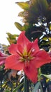 Puspa patuk, brojol flower or brambang procot (amaryliis sp)