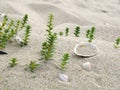 Plants and Shells1 Royalty Free Stock Photo