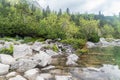 Plants on the shore of Eye of the Sea lake in Tatra National Park Royalty Free Stock Photo