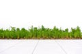 Plants, shrubs, or small trees in garden park isolated on white background