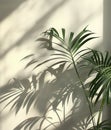 Plant Casting Shadow on Wall