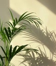 Plant Casting Shadow on Wall