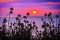 Plants silhouettes at sunset near sea Royalty Free Stock Photo