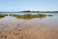 plants in the small marsh on the islet of Lobos Royalty Free Stock Photo