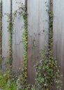 Plants sneaking through a wooden fence Royalty Free Stock Photo