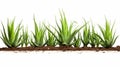 Aloe Vera Plant In Soil On White Background With Elaborate Borders