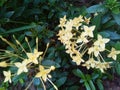 plants soka Japan uellow ixora Royalty Free Stock Photo