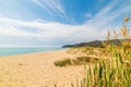 Plants in Solanas beach Royalty Free Stock Photo