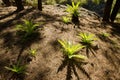 Plants Sonchus congestus in a forest of Canary Island pine. Royalty Free Stock Photo