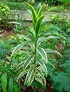 Plants of Song of India in the Jogging Garden