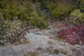 plants of the South of Anapa mountain mixed shrub land scape