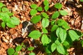 Plants in spring in the road to the winter station and spa Poiana Brasov. Royalty Free Stock Photo