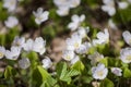 Plants in spring- small white blossoms with fresh green leaves of Wood-sorrel in sunlight Royalty Free Stock Photo