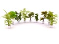 Plants standing semicircle Royalty Free Stock Photo