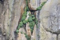 Plants on steep cliffs