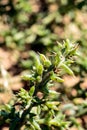 Plants in the steppe.