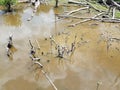 plants and sticks in murky water with mud in wetland Royalty Free Stock Photo