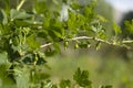 Plants in summer. Details of nature. Greenery in garden