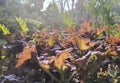 Plants on sunny mornings