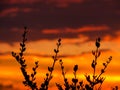Plants at sunset Royalty Free Stock Photo