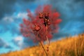 Plants in sunset light, sun, red tree, clouds in the sky on the background. Rural landscape Royalty Free Stock Photo