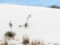 Plants take root in the White Sands Royalty Free Stock Photo