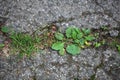 Plants on a tarred road. Royalty Free Stock Photo
