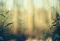 Plants and tendrils with shiny light