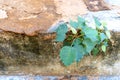Plants that thrive even in the cracks Royalty Free Stock Photo