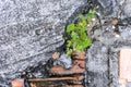 Plants that thrive even in the cracks Royalty Free Stock Photo