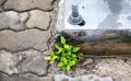 Plants that thrive even in the cracks Royalty Free Stock Photo