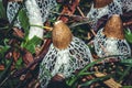 The plants thrive in the wild. Bamboo Mushroom