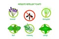 Mosquito repellent plants infographic isolated on white background.