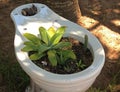 PLANTS IN A TOILET BOWL Royalty Free Stock Photo