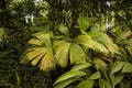 Plants in a caribbean village gardens, Costa Rica