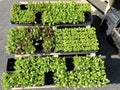 plants in the trays ready to be transplanted for sale at the fru
