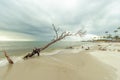 LONELY TREE ON COASTAL BEACH