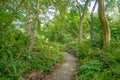 Plants and trees in a Hortus Botanicus. Royalty Free Stock Photo