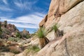 Plants trees and huge rocks in mojave desert at Joshua Tree National Park Royalty Free Stock Photo