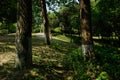 Plants and trees by shaded path in sunny summer morning